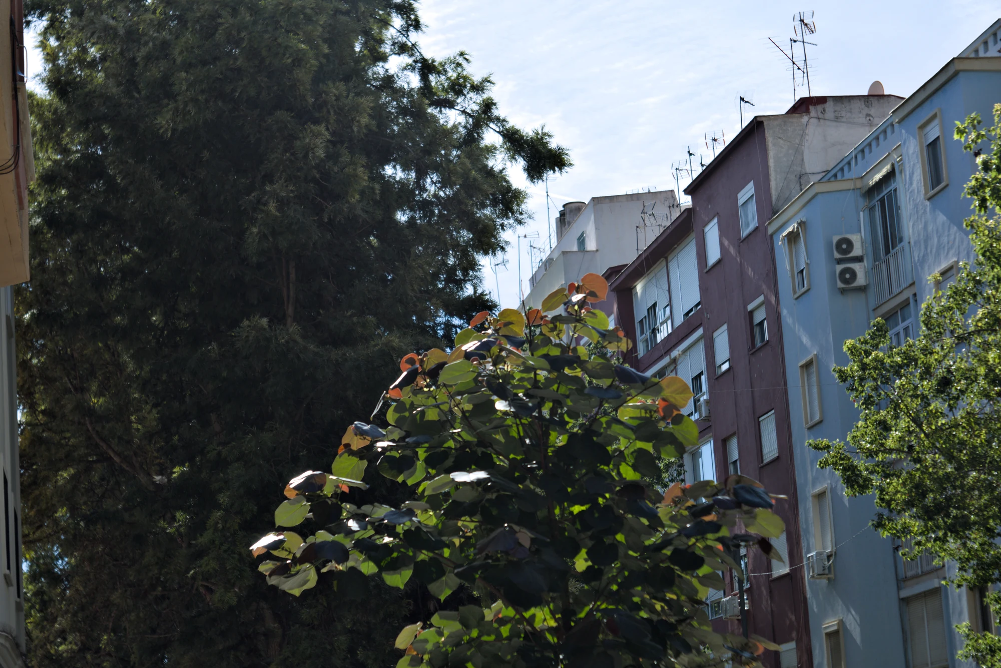 Industar-50-2 50mm f3.5 (M42) - _I4A2460.webp